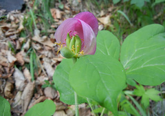Paeonia obovata
