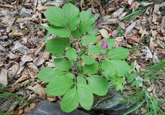 Paeonia obovata