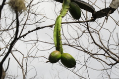 Calymmanthium substerile