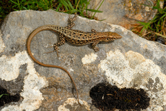 Danford's Lizard photo 5