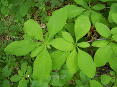 Berberis amurensis