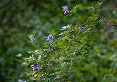 Clematis macropetala