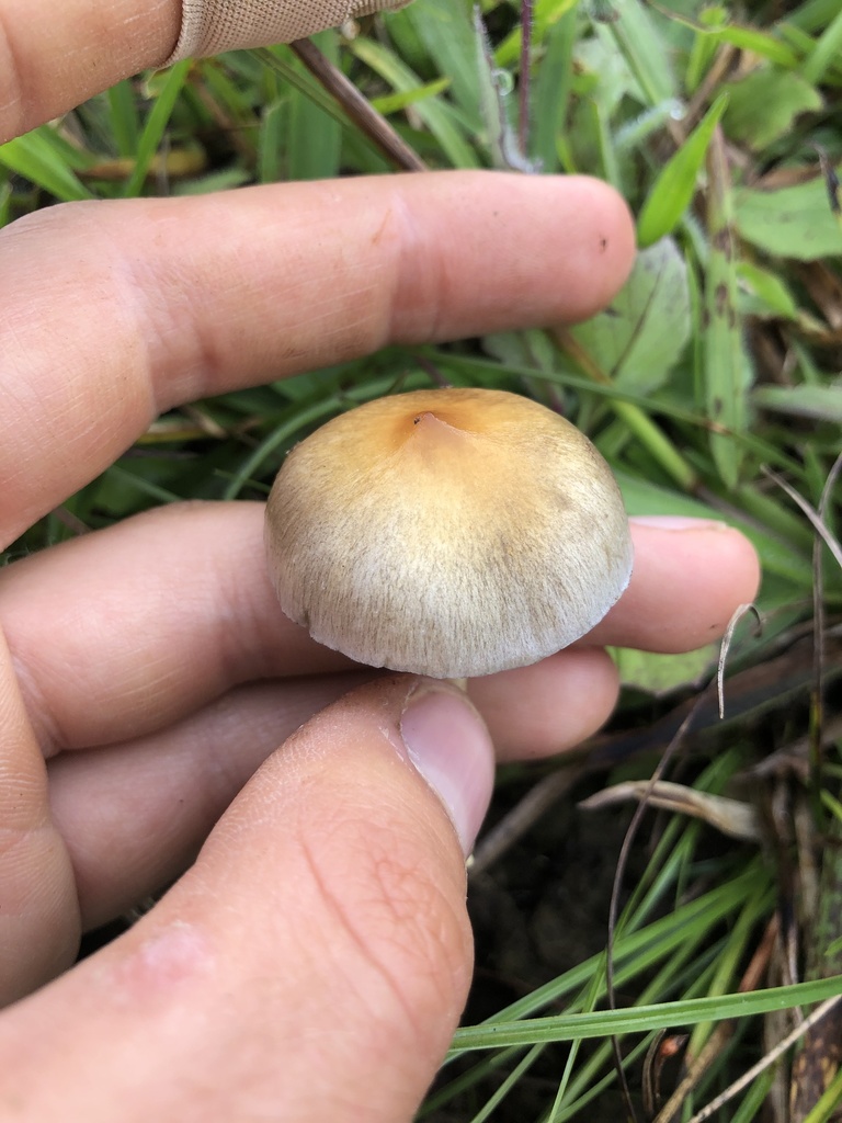 Psilocybe cubensis · January 2022 · photo: © skjoldalsted (iNaturalist, cc-by)