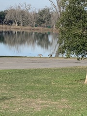 Branta canadensis
