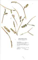 Botrychium ascendens