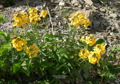 Erysimum amurense