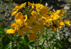 Erysimum amurense