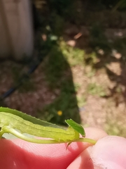 Scoliopteryx libatrix