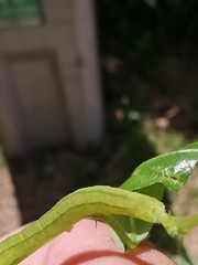 Scoliopteryx libatrix