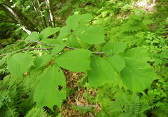 Ulmus laciniata