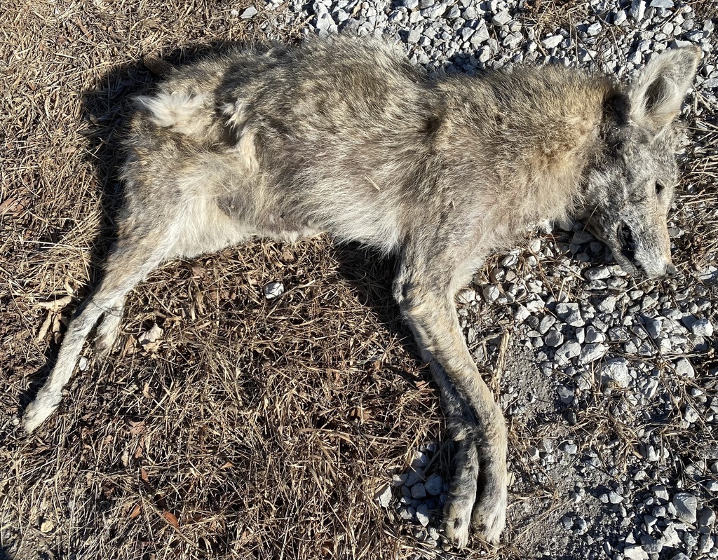 Coyote from Railroad Highway St, Council Bluffs, IA, US on January 28 ...