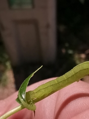Scoliopteryx libatrix