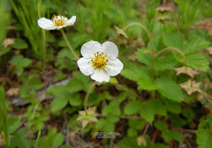 Fragaria orientalis