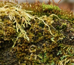 Ptychomitrium incurvum