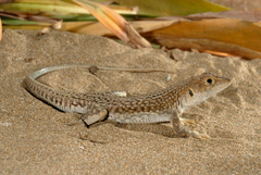 Acanthodactylus schreiberi
