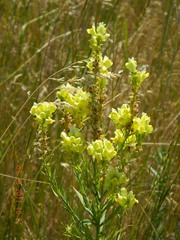 Linaria angustissima