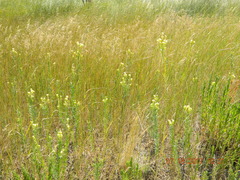 Linaria angustissima