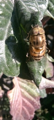 Syrphidae