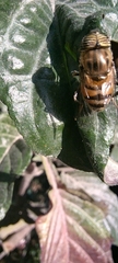 Syrphidae