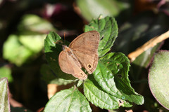 Cissia pseudoconfusa