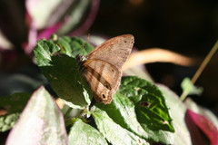 Cissia pseudoconfusa