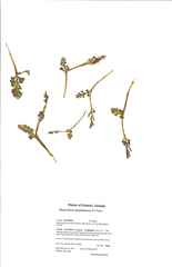 Botrychium spathulatum