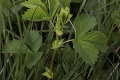 Potentilla elatior
