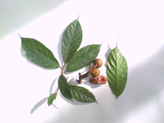 Ficus schwarzii