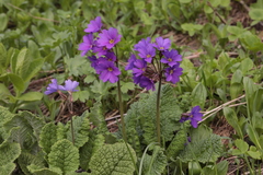 Primula amoena