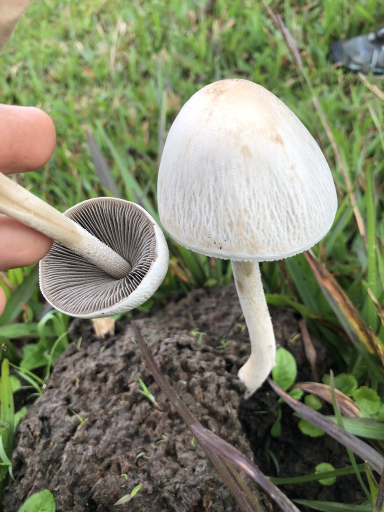 Panaeolus antillarum · January 2022 · photo: © skjoldalsted (iNaturalist, cc-by)