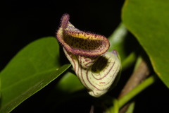 Aristolochia triangularis