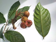 Ficus schwarzii