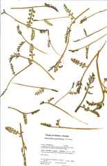 Botrychium spathulatum