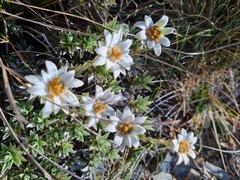 Leucogenes leontopodium