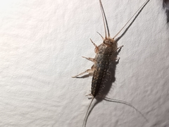 Ctenolepisma lineatum