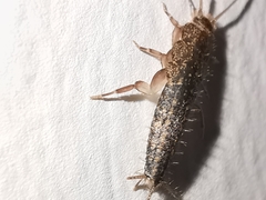 Ctenolepisma lineatum