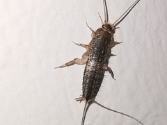 Ctenolepisma lineatum