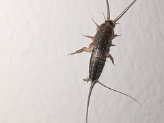 Ctenolepisma lineatum