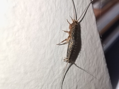 Ctenolepisma lineatum