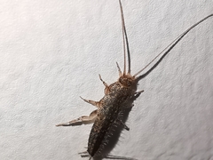 Ctenolepisma lineatum