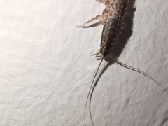 Ctenolepisma lineatum