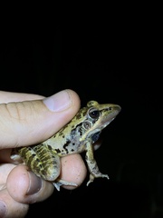 Ptychadena oxyrhynchus