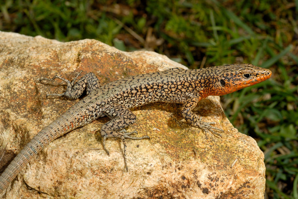 Danford's Lizard
