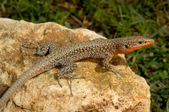 Danford's Lizard photo 1