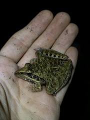 Ptychadena oxyrhynchus