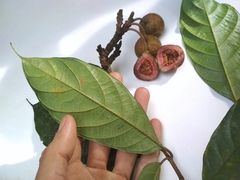 Ficus schwarzii