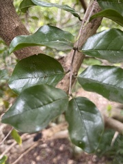 Olea capensis