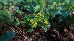 Sibbaldia parviflora