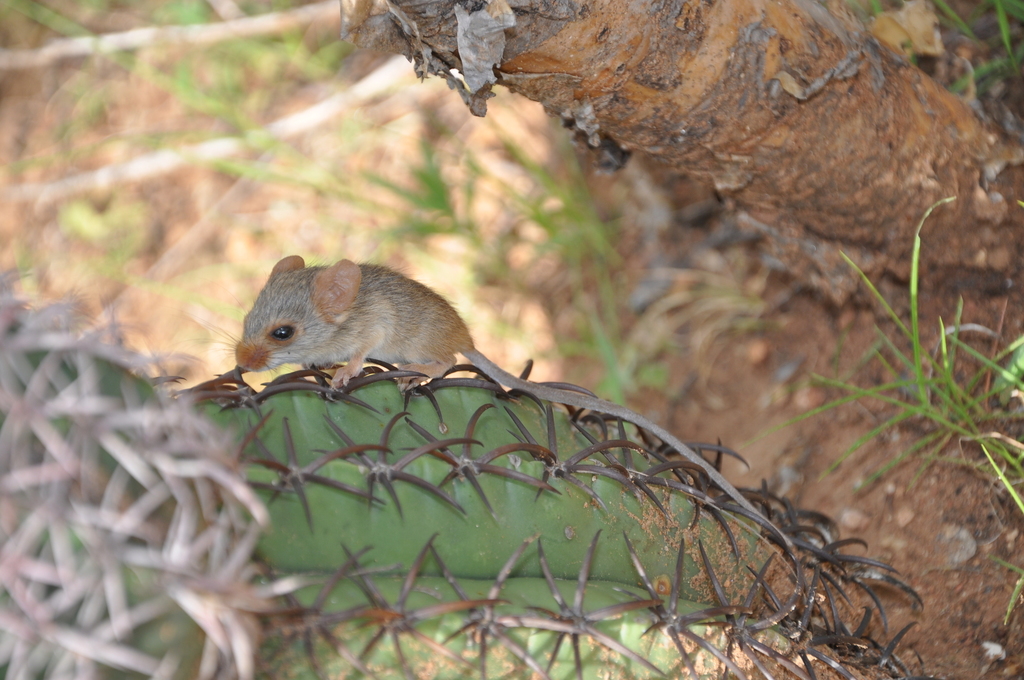Red-nosed Mice