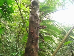 Ficus schwarzii